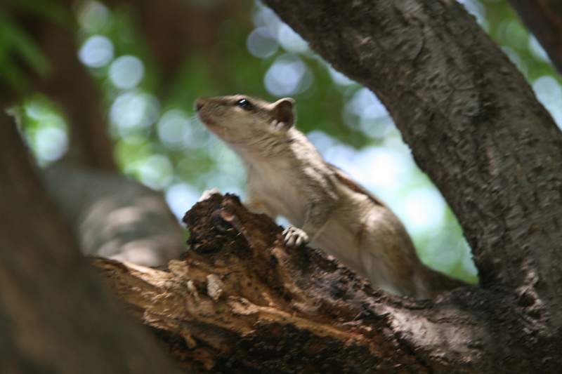 India & Nepal 2011 - 0847
